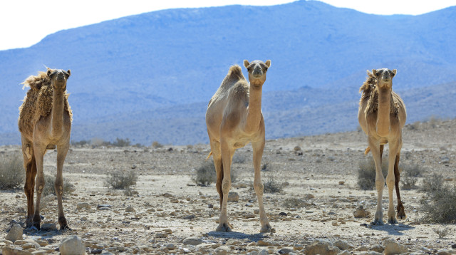 גמלים (צילום: משה שי פלאש 90)