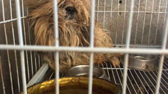 חילוץ כלבים מ"מטחנת גורים" בצפון (צילום: משרד החקלאות)