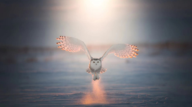 תנשמת (צילום: צילום מסך רשת X)