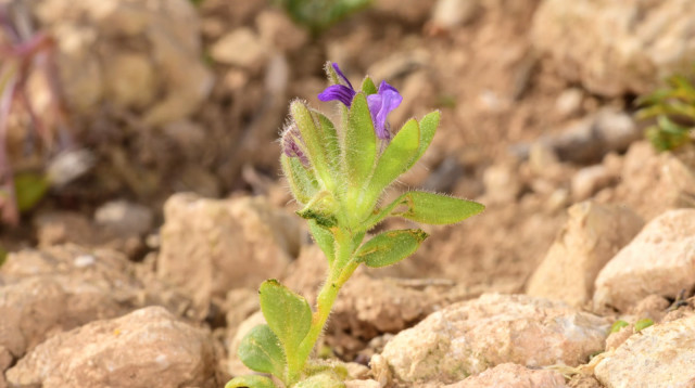 פומה פרסית, 2026 (צילום: שקד בחבוט, רשות הטבע והגנים)
