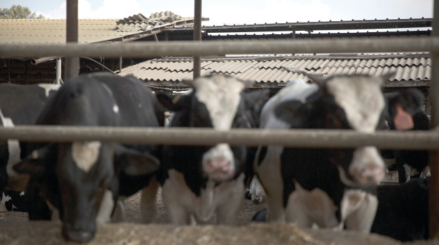 רפת פרות (צילום: הדס פרוש פלאש 90)