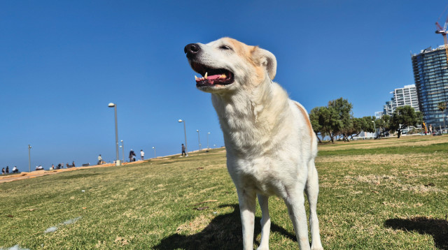 הכנענית המעורבת. חדרה מבעד לכל שכבות ההגנה שעוטפות לב אנוש (צילום: ניר קיפניס)
