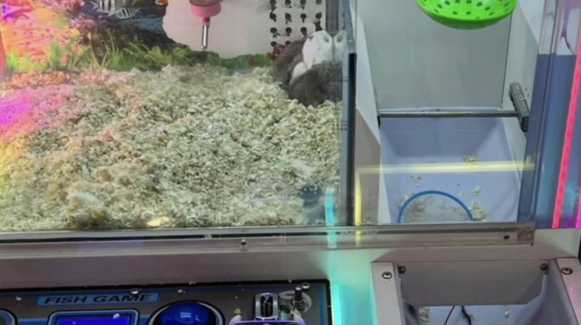 מכונת הארקייד הלא מוסרית (צילום: South China Morning Post)