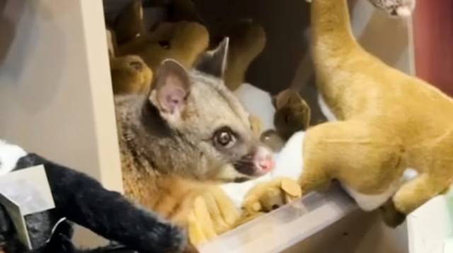 פוסום שמתחבא בין בובות פרווה בחנות מתנות בנמל התעופה בטסמניה (צילום: רשתות חברתיות)