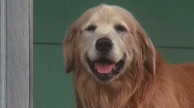 הכלב מהסרט (צילום: מתוך יוטיוב,דיסני)