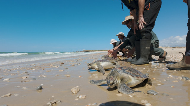 שחרור הצבים (צילום:  ארז ארליכמן, רשות הטבע והגנים)
