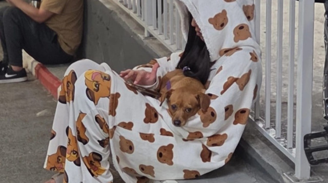 בעלי חיים בזמן המלחמה (צילום: יעל גולדשמיד)