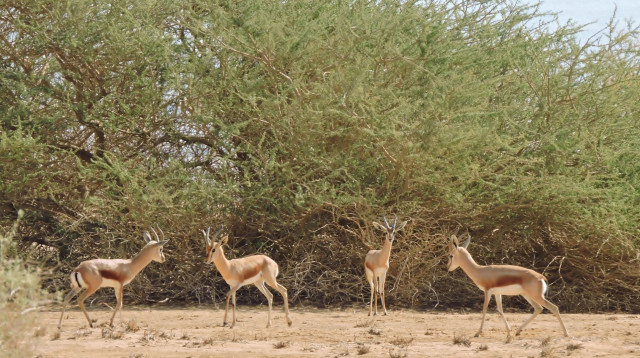 צבאי נגב בעברונה (צילום: רט"ג)