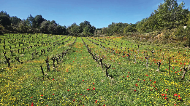 כרם שבו (צילום: גבי סדן)