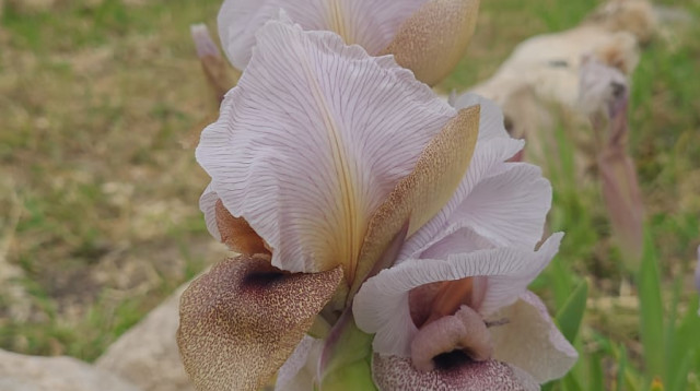 אירוס הדור בגן לאומי תל חצור  (צילום: שי קורן, רשות הטבע והגנים)