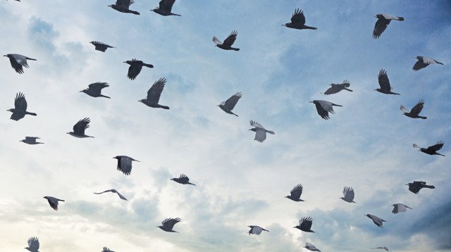 עורבים (צילום: אינגאימג')