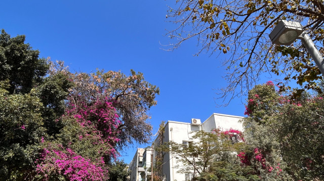 מזג אוויר נעים (צילום: אבשלום ששוני)