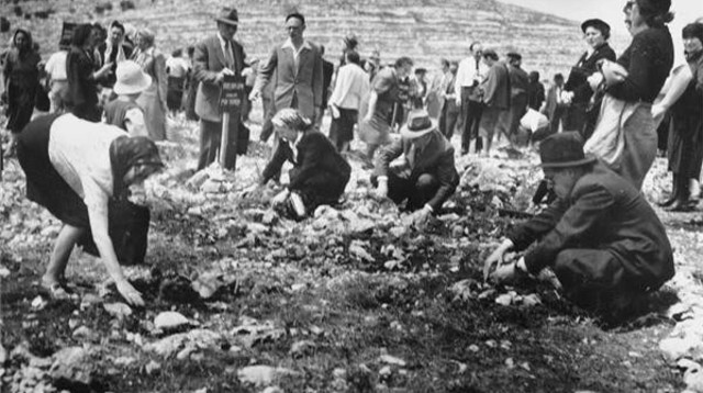 יער קדושים (צילום: ארכיון הצילומים של קק"ל)