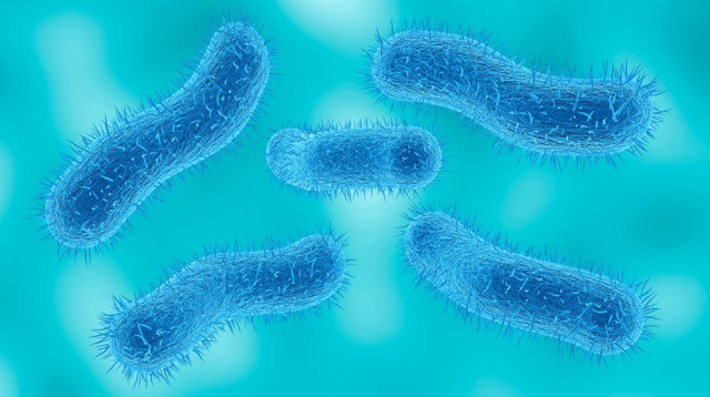 חיידק שיגלה. עמידות הולכת וגוברת (צילום: שאטרסטוק)