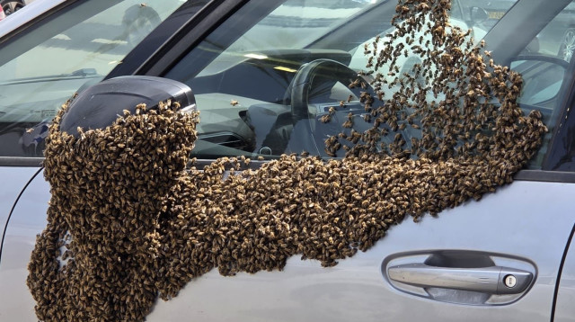 דבורים בנתיבות (צילום: רשתות חברתיות, שימוש לפי סעיף 27 א')