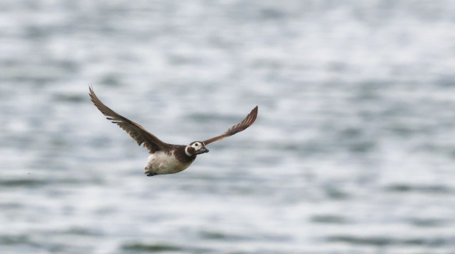 ברווז קרח במאגר קולחין (צילום: יהונתן מירב, החברה להגנת הטבע)