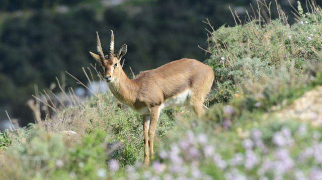 הטבע בשיאו, בהרודיון (צילום: טל רומנו)