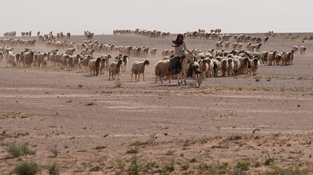 רועה צאן במדבר בעיראק (צילום: Qassem Al-Kaabi/AFP)