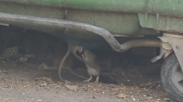 חולדות בחיפה  (צילום: שימוש לפי סעיף 27א')