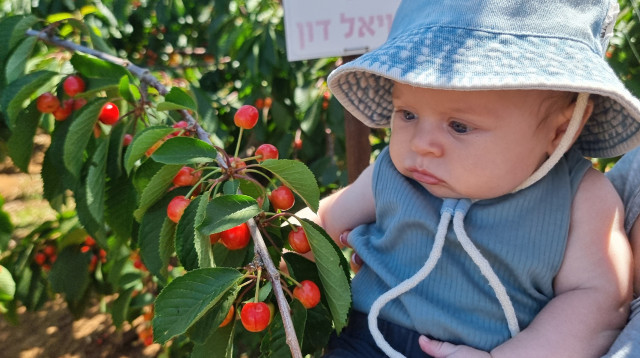 קטיף באל-רום (צילום: סטודיו A)