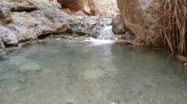 עין בוקק (צילום: גזית אגסי רשות הטבע והגנים)