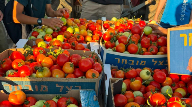 נערים מתנדבים בחקלאות (צילום:  "חיבורים בחקלאות")