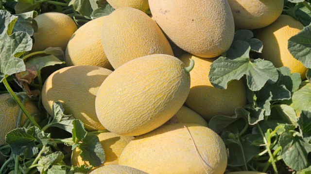 מלון צוקר (צילום: יחצ)