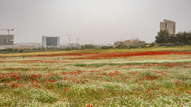 שדה ליד רחובות (צילום: אורן בן חקון פלאש 90)