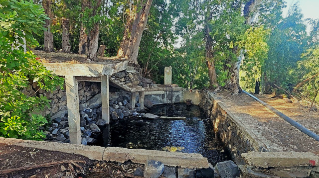בריכת הקצינים, עין ג'ילבון  (צילום: גיל שביט)