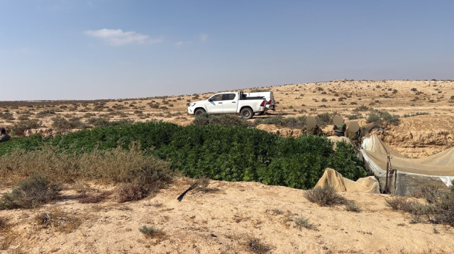  חממות פיראטיות לגידול בלתי חוקי של קנביס (צילום: דובר צה"ל)