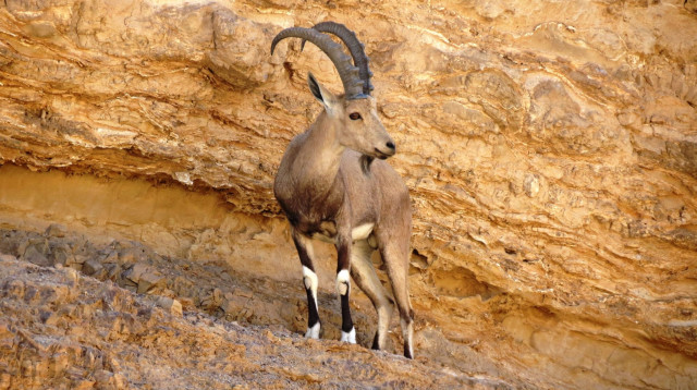 יעל בנגב (צילום: דב גרינבלט, החברה להגנת הטבע)