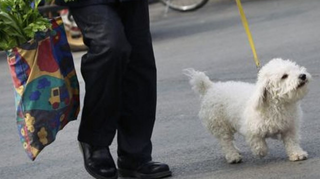 כלב (צילום: רויטרס)