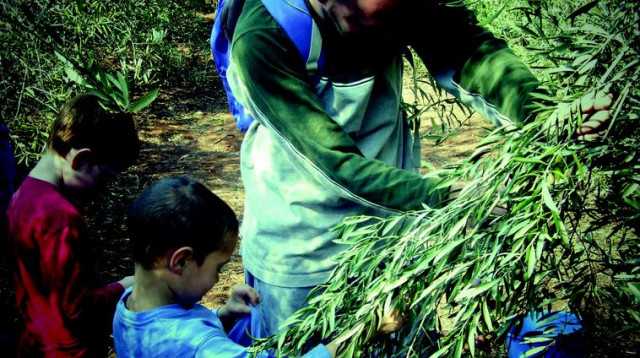 מסיק זיתים, תיירות בגולן (צילום: תיירות גולן)