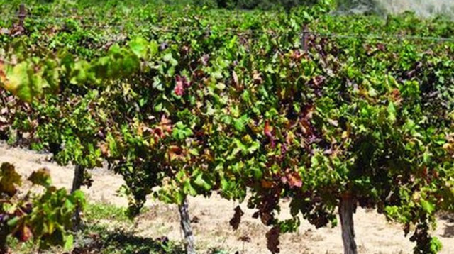 יקב קדש ברנע (צילום: מיטל שרעבי)