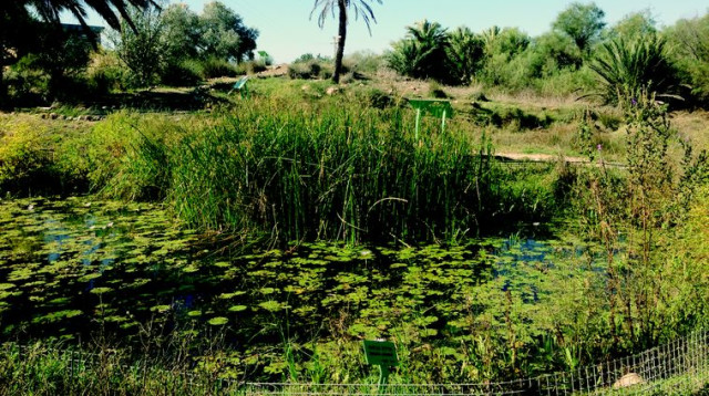 צמחי המים (צילום: מיטל שרעבי)