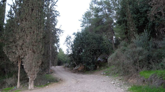 חורשה (צילום: אבשלום ששוני)