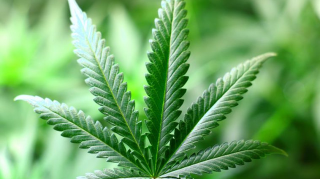 עלה קנאביס  (צילום: אינגאימג)