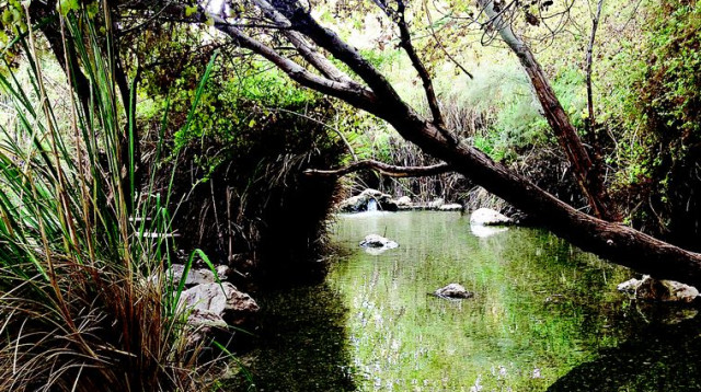 עינות צוקים (צילום: מיטל שרעבי)