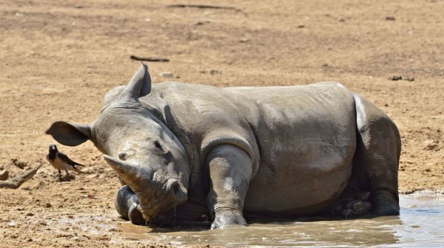 הקרנפה קרן פלס (צילום: טיבור יגר)