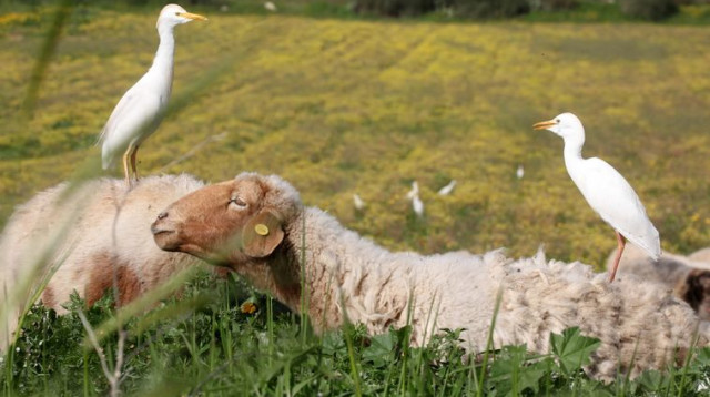 כבשים (צילום: מרק ישראל סלם)