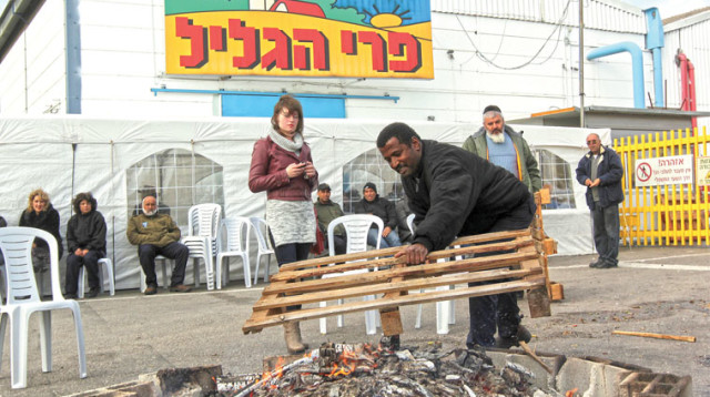 פרי הגליל (צילום: אריאל בשור)