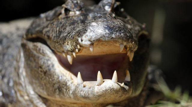 תנין (צילום: רויטרס)