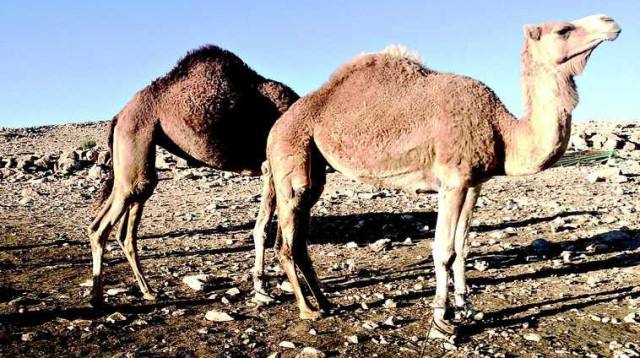 גמלים (צילום: מיטל שרעבי)