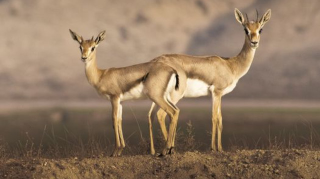 קבוצת צבאים (צילום: דורון ניסים)