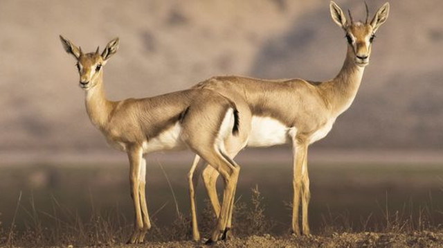קבוצת צבאים (צילום: דורון ניסים)