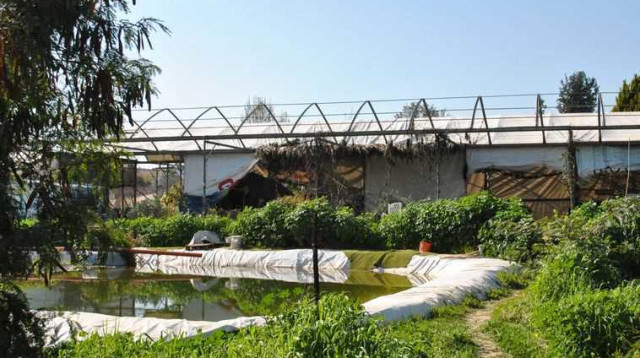 יער המאכל בקדרון (צילום: מיטל ליאור גוטמן)