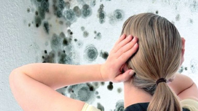 עובש בקיר (צילום: ingimage/ASAP)