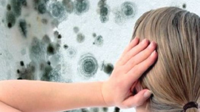 עובש בקיר (צילום: ingimage/ASAP)