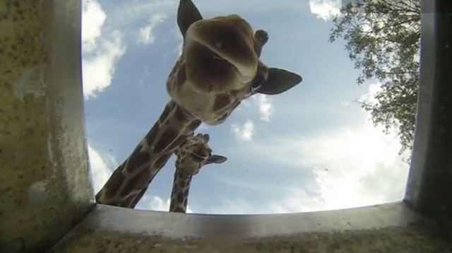 ג'ירפה שותה מים בספארי (צילום: יוטיוב)