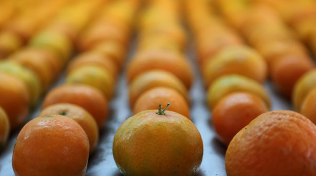 תפוזים (צילום: פלאש 90)